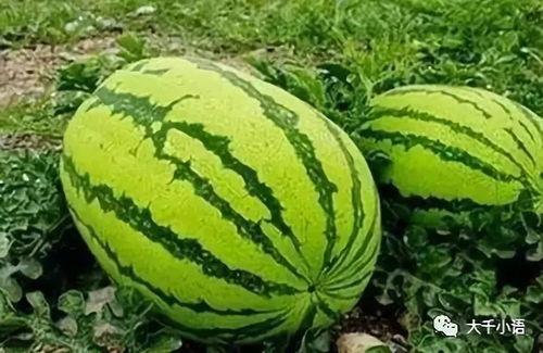 吃瓜网热门大瓜网红黑料,吃瓜网热门大瓜背后的真相